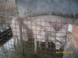 porci albi de carne - Pret | Preturi porci albi de carne