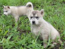 de vanzare pui husky siberian - Pret | Preturi de vanzare pui husky siberian