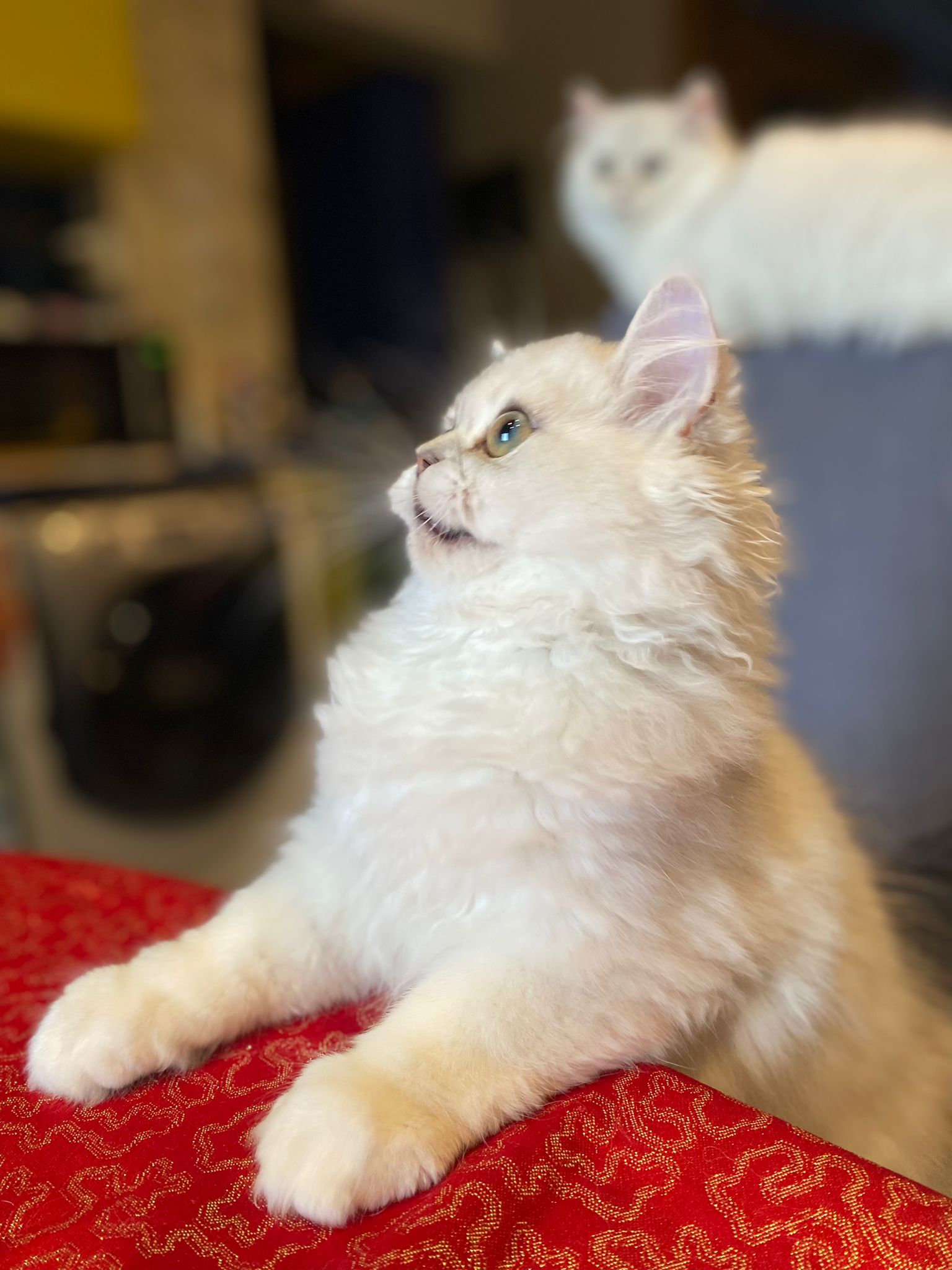 Pui pisica persana chinchilla - Pret | Preturi Pui pisica persana chinchilla