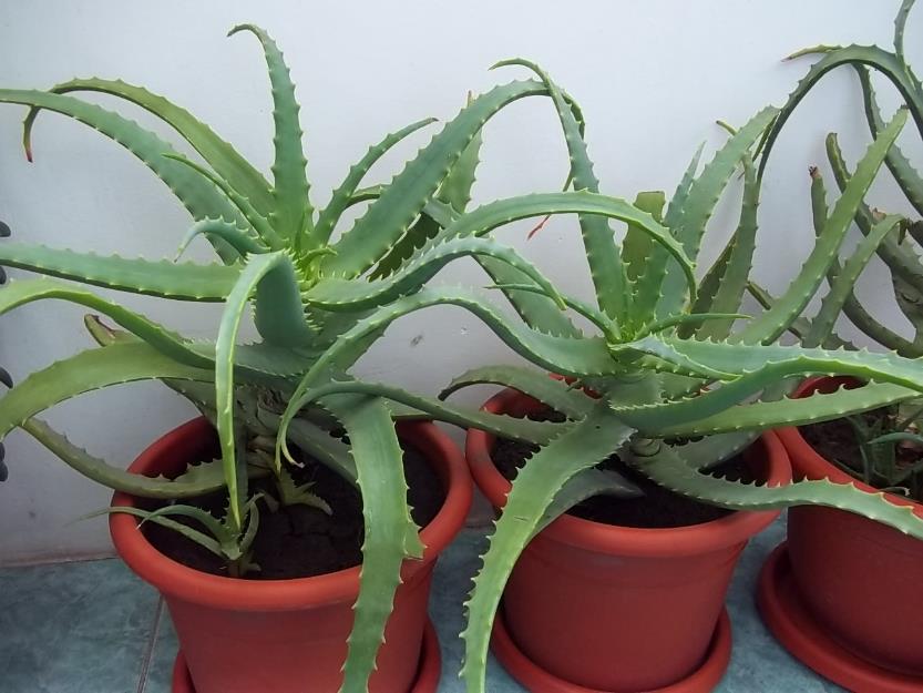 Aloe Vera Arborescens bio- Preturi incepand cu 10 lei - Pret | Preturi Aloe Vera Arborescens bio- Preturi incepand cu 10 lei