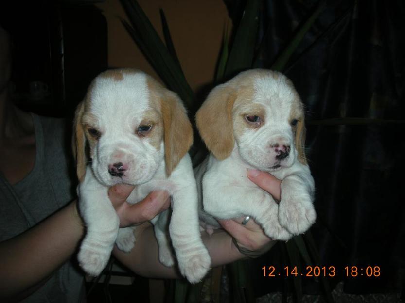 Catei Beagle de vanzare tricolori si bicolori - Pret | Preturi Catei Beagle de vanzare tricolori si bicolori