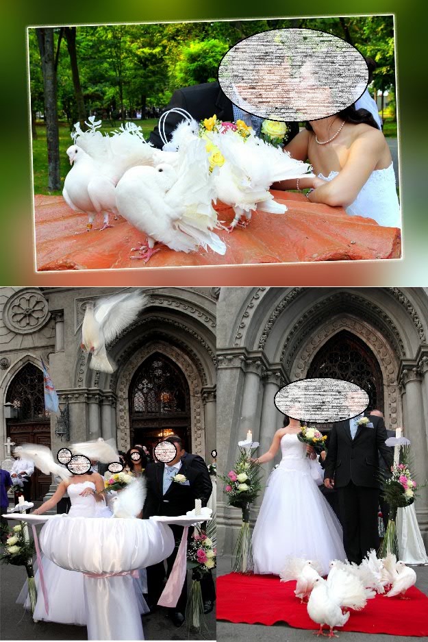 Inchiriem porumbei albi nunta Galati Braila - Pret | Preturi Inchiriem porumbei albi nunta Galati Braila