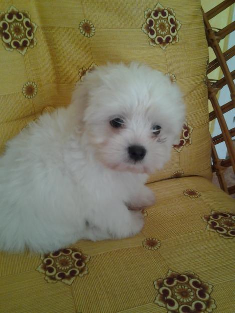 Bichon Maltese TOY de vanzare-0752.100.435 - Pret | Preturi Bichon Maltese TOY de vanzare-0752.100.435