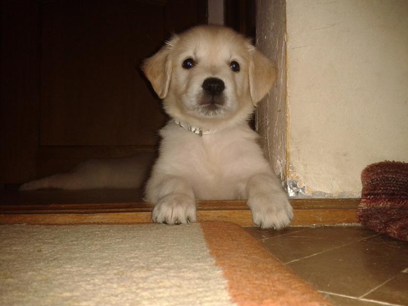 Vand urgent 2 Pui Golden Retriever - Pret | Preturi Vand urgent 2 Pui Golden Retriever