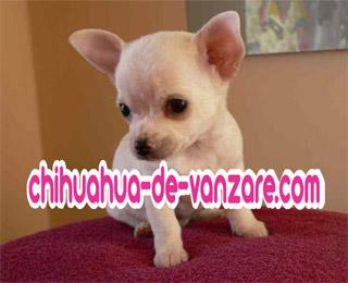 Catei din rasa Chihuahua de Vanzare, Alb, Crem, Pete, Negru - Pret | Preturi Catei din rasa Chihuahua de Vanzare, Alb, Crem, Pete, Negru
