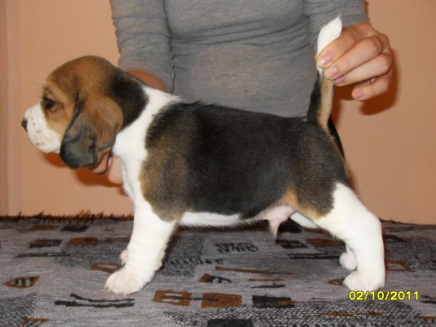 Pui beagle cu pedigree - Pret | Preturi Pui beagle cu pedigree