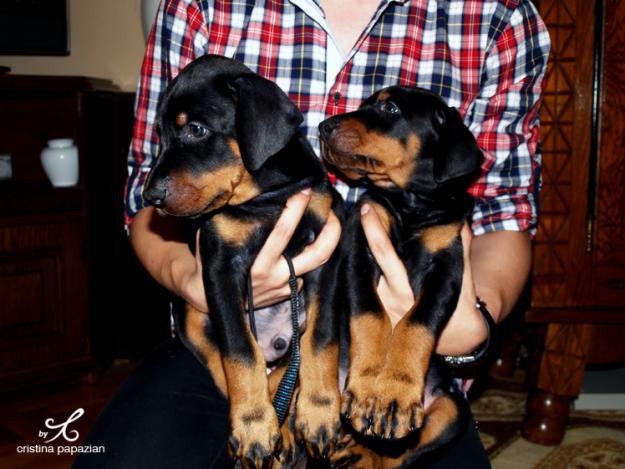 Doberman / Dobermann de vanzare m/f cu pedigree - Pret | Preturi Doberman / Dobermann de vanzare m/f cu pedigree