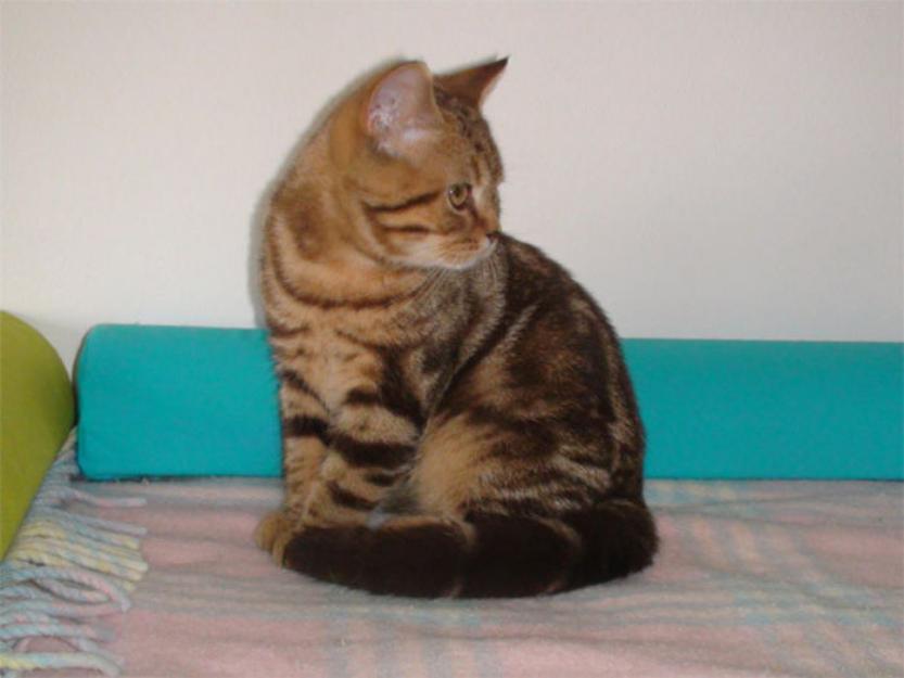 American Shorthair gratis - Pret | Preturi American Shorthair gratis