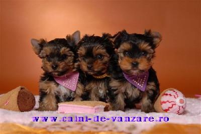 Yorkshire Terrier de Vanzare - caini de buzunar - Pret | Preturi Yorkshire Terrier de Vanzare - caini de buzunar