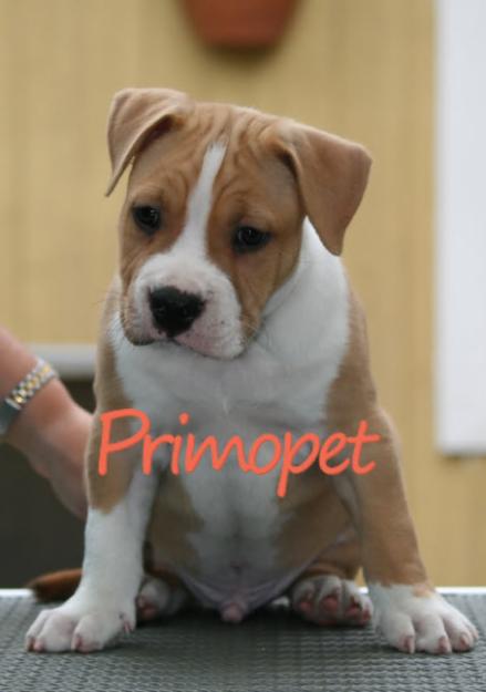 Vand catelusi Amstaff - Pret | Preturi Vand catelusi Amstaff