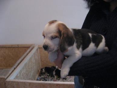 Beagle foarte frumosi - Pret | Preturi Beagle foarte frumosi