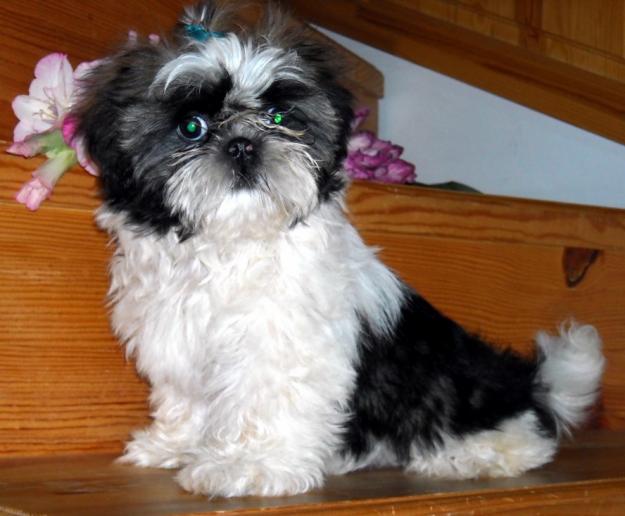 pui shih-tzu de vanzare - Pret | Preturi pui shih-tzu de vanzare