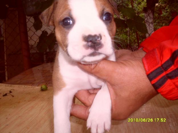 American Staffordshire Terrier Amstaff - Pret | Preturi American Staffordshire Terrier Amstaff