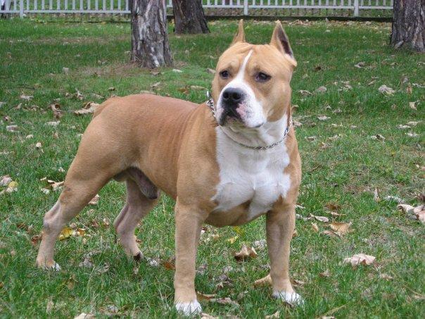 American Staffordshire Terrier Amstaff de vanzare - Pret | Preturi American Staffordshire Terrier Amstaff de vanzare