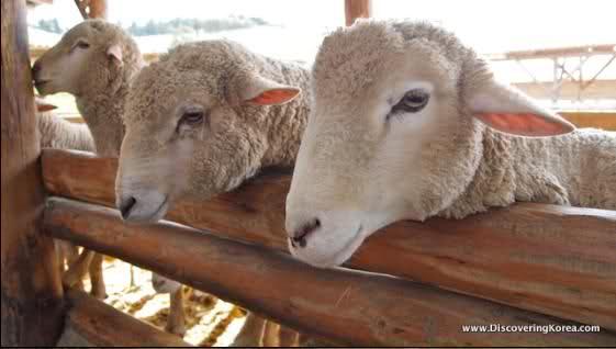 Ferme de animale Germania si Astria - Pret | Preturi Ferme de animale Germania si Astria