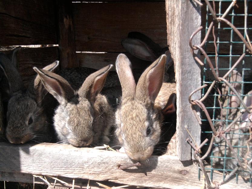 vand iepuri urias belgian pui de 7saptamani si iepuroaica - Pret | Preturi vand iepuri urias belgian pui de 7saptamani si iepuroaica