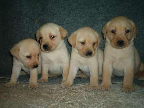 De vanzare catei de rasa LABRADOR RETTRIEWER - Pret | Preturi De vanzare catei de rasa LABRADOR RETTRIEWER