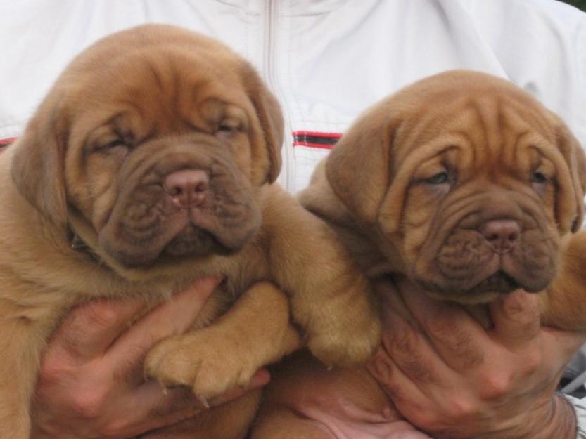 Dog de Bordeaux de vanzare 0752100435 - Pret | Preturi Dog de Bordeaux de vanzare 0752100435