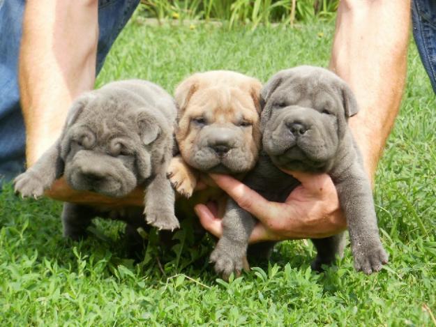 Shar Pei de vanzare - Pret | Preturi Shar Pei de vanzare