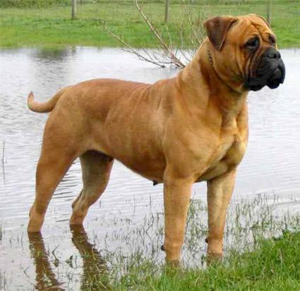 Bullmastiff - Pret | Preturi Bullmastiff