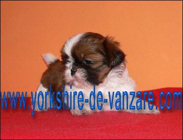 Catei Shih Tzu de Vanzare - Pret | Preturi Catei Shih Tzu de Vanzare