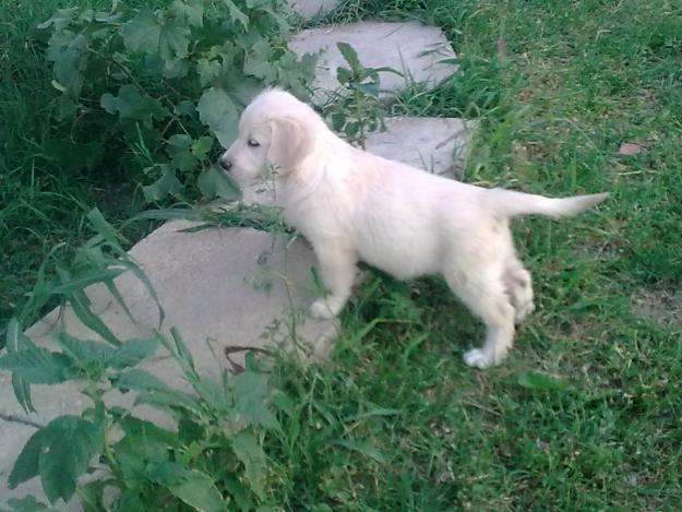 Vand fetita Golden Retriever - Pret | Preturi Vand fetita Golden Retriever