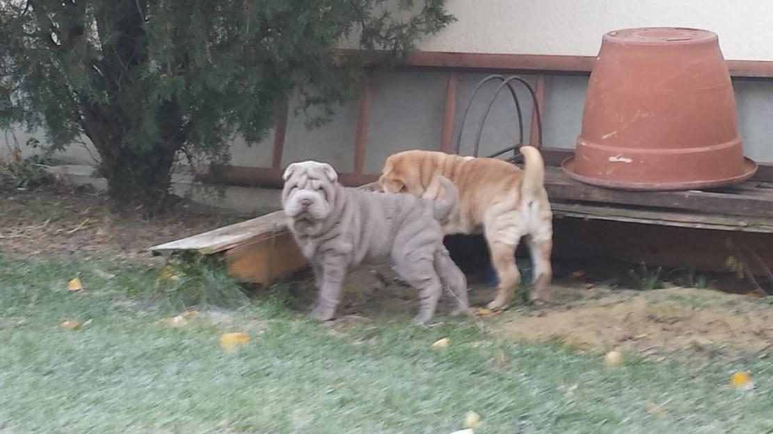 vand shar-pei deosebit!! - Pret | Preturi vand shar-pei deosebit!!