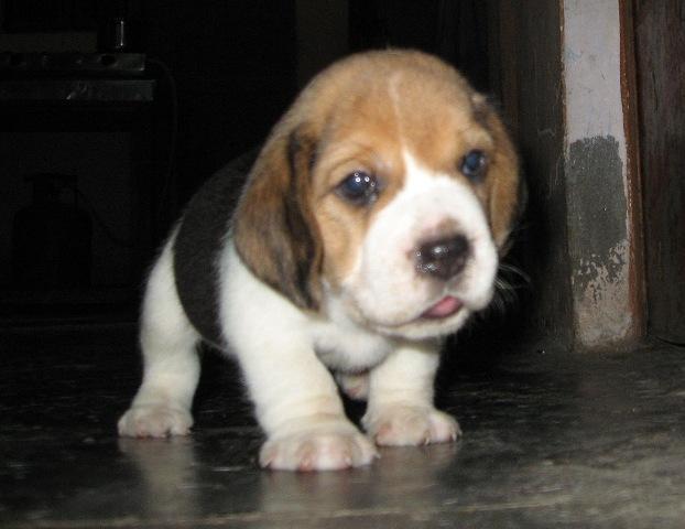 CATEI BEAGLE TRICOLORI - Pret | Preturi CATEI BEAGLE TRICOLORI