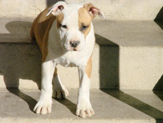 Amstaff de vanzare pui - Pret | Preturi Amstaff de vanzare pui