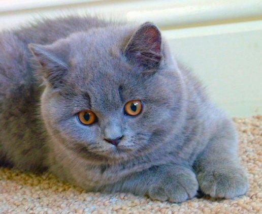 pisici british shorthair blue - Pret | Preturi pisici british shorthair blue