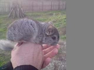 Vand pui chinchilla ca animale de companie in Bucuresti si in tara - Pret | Preturi Vand pui chinchilla ca animale de companie in Bucuresti si in tara