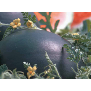 Seminte de pepene verde Ahmous F1 - Pret | Preturi Seminte de pepene verde Ahmous F1