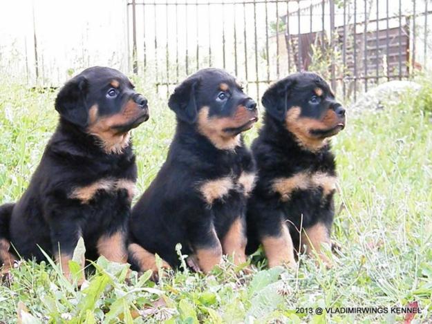 Canisa vladimirwings vinde catei rottweiler - Pret | Preturi Canisa vladimirwings vinde catei rottweiler