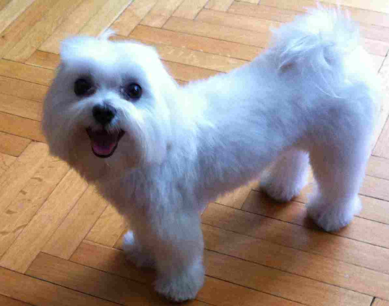 Monta Bichon Maltese - Pret | Preturi Monta Bichon Maltese