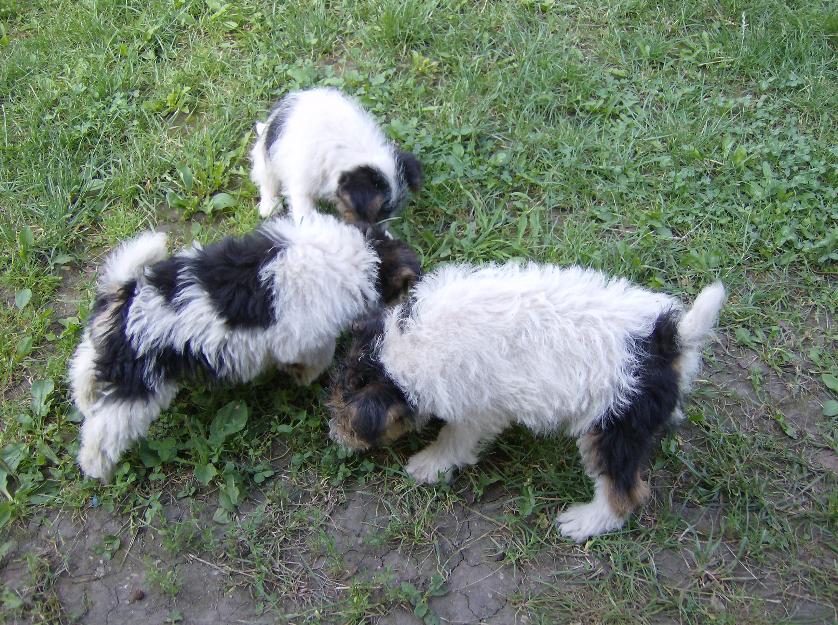 vand catei foxterrier sarmos - Pret | Preturi vand catei foxterrier sarmos