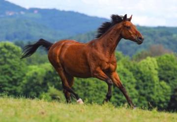 Puzzle Castorland 1000 Reddish-brown horse - Pret | Preturi Puzzle Castorland 1000 Reddish-brown horse