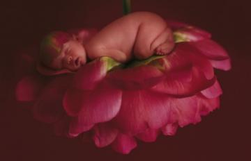 Puzzle Schmidt 500 Anne Geddes : Peony - Pret | Preturi Puzzle Schmidt 500 Anne Geddes : Peony