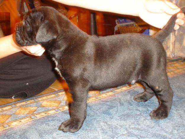 Vand pui Cane Corso de exceptie - Pret | Preturi Vand pui Cane Corso de exceptie