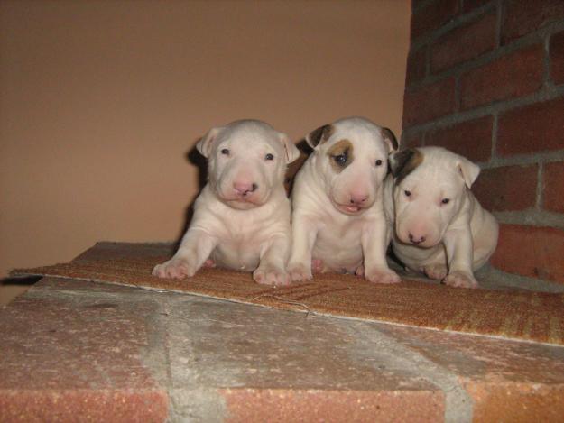 vand pui bull terrier - Pret | Preturi vand pui bull terrier