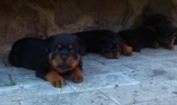 Vand catei rottweiler cu pedigree - Pret | Preturi Vand catei rottweiler cu pedigree