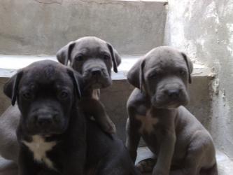 vand pui cane corso superbi - Pret | Preturi vand pui cane corso superbi