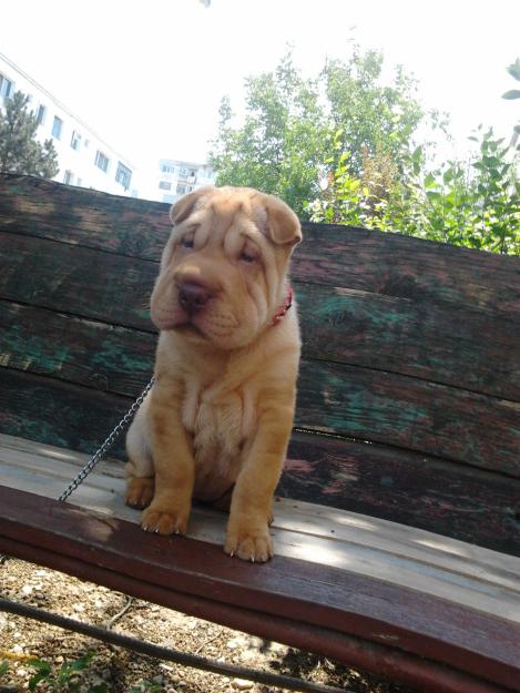 Vand catelusa shar-pei! - Pret | Preturi Vand catelusa shar-pei!