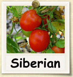 Seminte rosii extratimpurii siberian - Pret | Preturi Seminte rosii extratimpurii siberian
