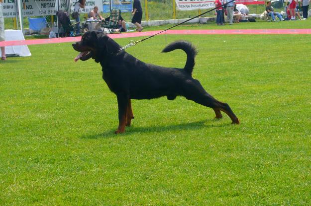 Canisa Windsor - rottweiler - Pret | Preturi Canisa Windsor - rottweiler