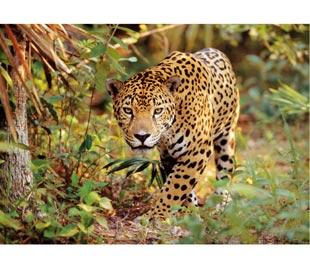 Puzzle Clementoni 1500 Jaguar - Pret | Preturi Puzzle Clementoni 1500 Jaguar