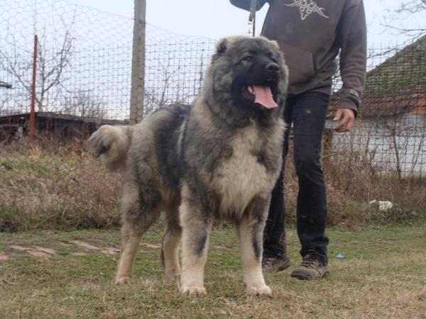 Canisa Iz Bolshoi Kavkaz vinde mascul de 13 luni - Pret | Preturi Canisa Iz Bolshoi Kavkaz vinde mascul de 13 luni