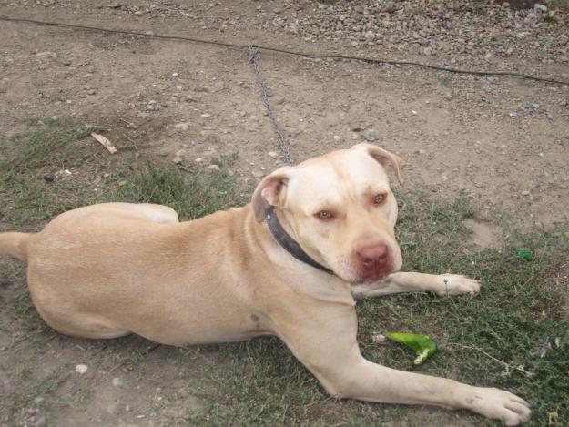 Mascul Pitbull Rednose disponibil pt.monta - Pret | Preturi Mascul Pitbull Rednose disponibil pt.monta