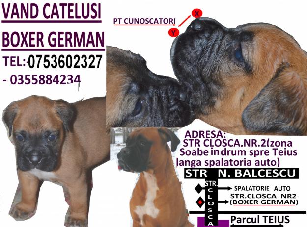 Vand Catelusi Boxer German - Pret | Preturi Vand Catelusi Boxer German
