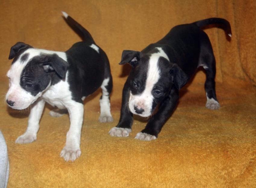 catei American staffordshire terrier - Pret | Preturi catei American staffordshire terrier