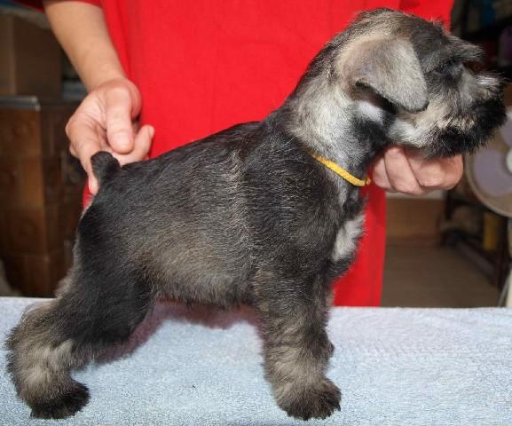 Schnauzer Pitic de vanzare - Pret | Preturi Schnauzer Pitic de vanzare